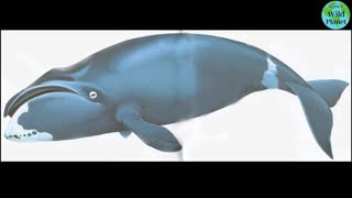 Bowhead Whale: An Arctic resident with a long lifespan