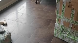 Tail chasing labrador