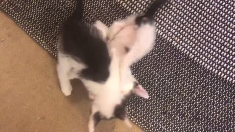 Kittens playing nicely