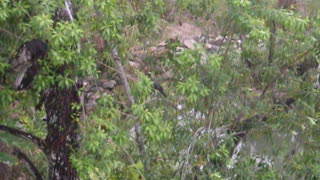 Jamaica bird video.