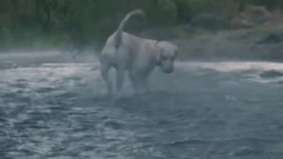 dog plays in the water