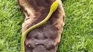 biggest anaconda snake