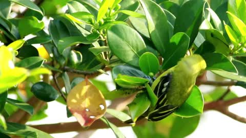 Green bird sitting on a leaf - With beautiful music