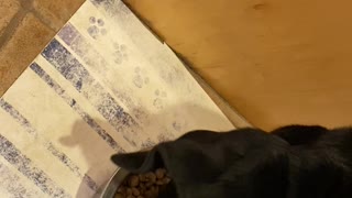 Picky Dog Wants a Little Seasoning to Her Food