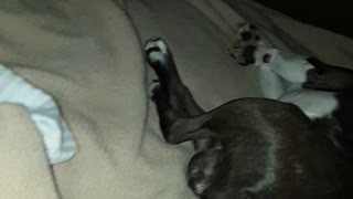 Snoring Boston terrier dog