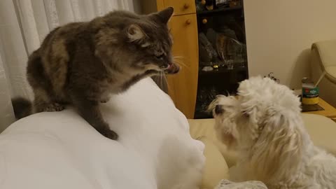 Beautiful play between cat and puppy
