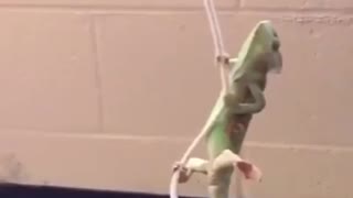 Chameleon comes in like a wrecking ball
