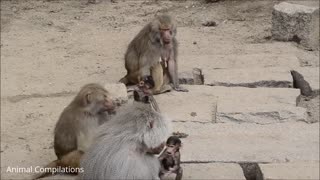 Adorable Baby Baboon Sooking - FUNNIEST Compilation Video