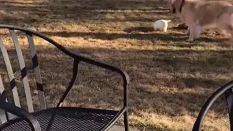 Cute rabbit playing with a dog