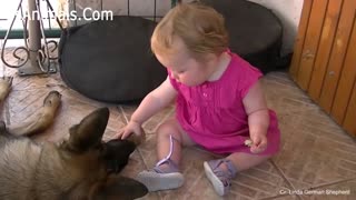 German Shepherd Dog and Baby Playing.