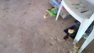 The chick vs parrot