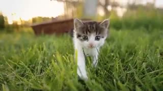 4 Little Kittens Walking Through The Grass