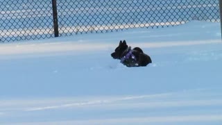 Dog having fun in the snow