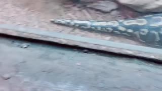 Snake Magic
