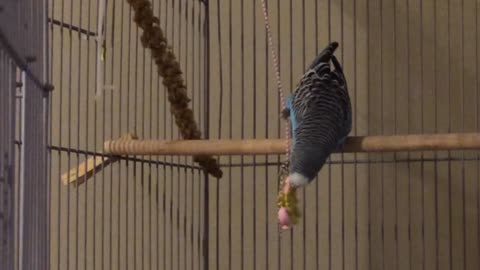 Parakeet has swinging good time with toy necklace