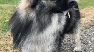 Overly-excited pup drools whenever he's at the dog park