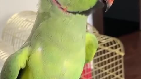 Cool talking parrot!