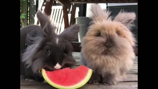 2 Rabbits Eat Watermelon