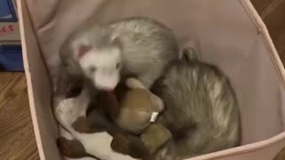 Box full of ferrets will brighten your day!
