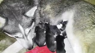 Husky to a mother breastfeeding her children
