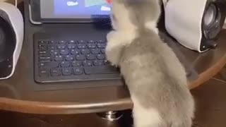 Little cat is watching a cartoon about Tom and Jerry