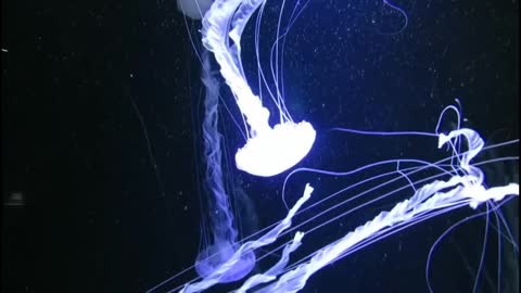 Jellyfish: Most Beautiful Jellyfish in the sea