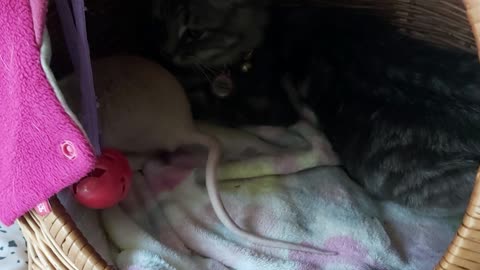 The rat and kitten are bonding so lovingly