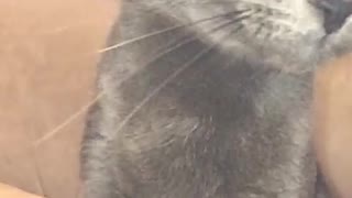 Russian blue cat is yawning like a lion