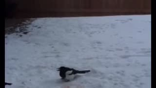 Magpie conflict on food