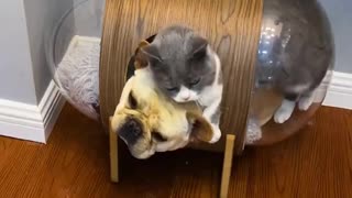 mean dog doesn't leave the cat alone