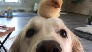 Dog And Chick Are Best Friends Who Love To Spend Time Together