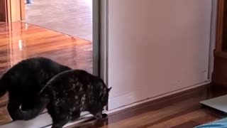 Clever and intelligent cat