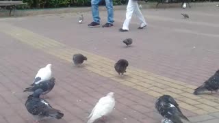 alimalimentando os pombos na praça pt9