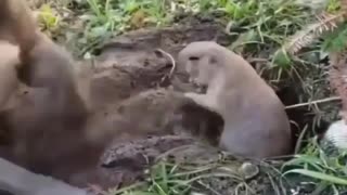 Moments funny animals