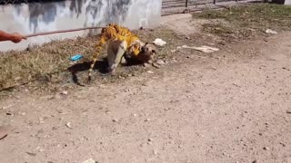 Tiger prank with dog