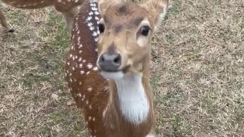 Deer BARKS loudly!