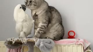 Cockatoo desperately tries to get cat to play with him
