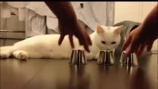 El gato más inteligente del mundo 😺