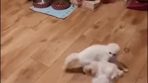 Funny cat strange dance