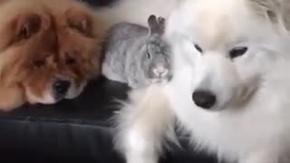 Dog and rabbit best friends