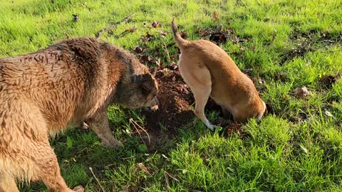 Hilarious dog throwing dirt on another dog's head