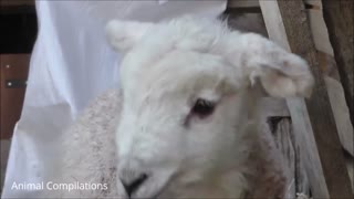Adorable Baby lamb goes Baa- Cutest video Must watch