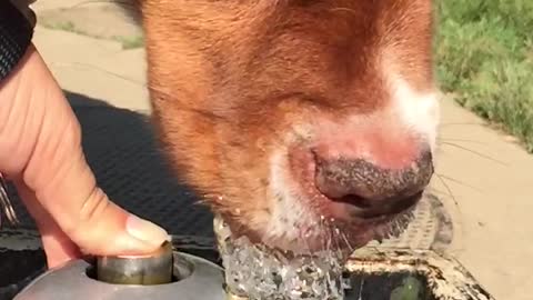 My cute dog drinking and slurping from a water fountain SLOW MOTION :)