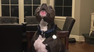 Dog Belts Out Happy Birthday