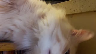 Smart Cat Learns How to use Water Cooler