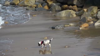 This Adorable Little Puppy Enjoys Playing Around On The Beach