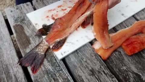 Filleting of a Northern Pike