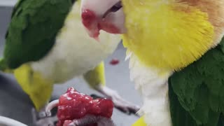 Eating berries