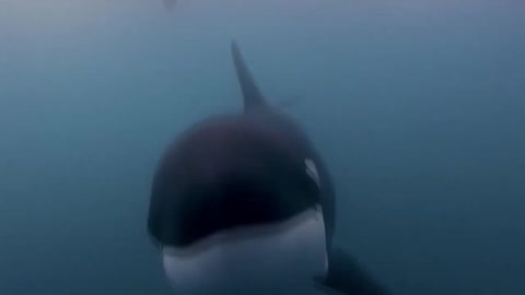 Killer whales videos