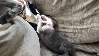 Rescued Baby Fox Plays with Dog